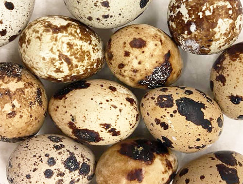 Fresh farm eggs and quail eggs in Kalispell and the Flathead Valley